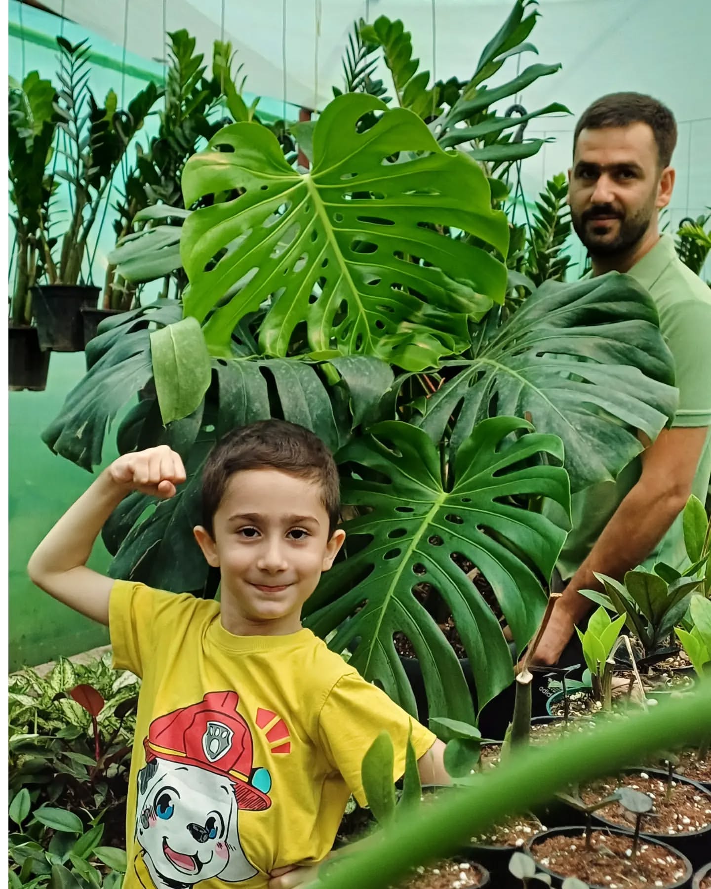 برگ انجیری مانسترا