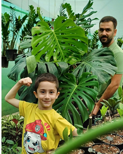 برگ انجیری مانسترا