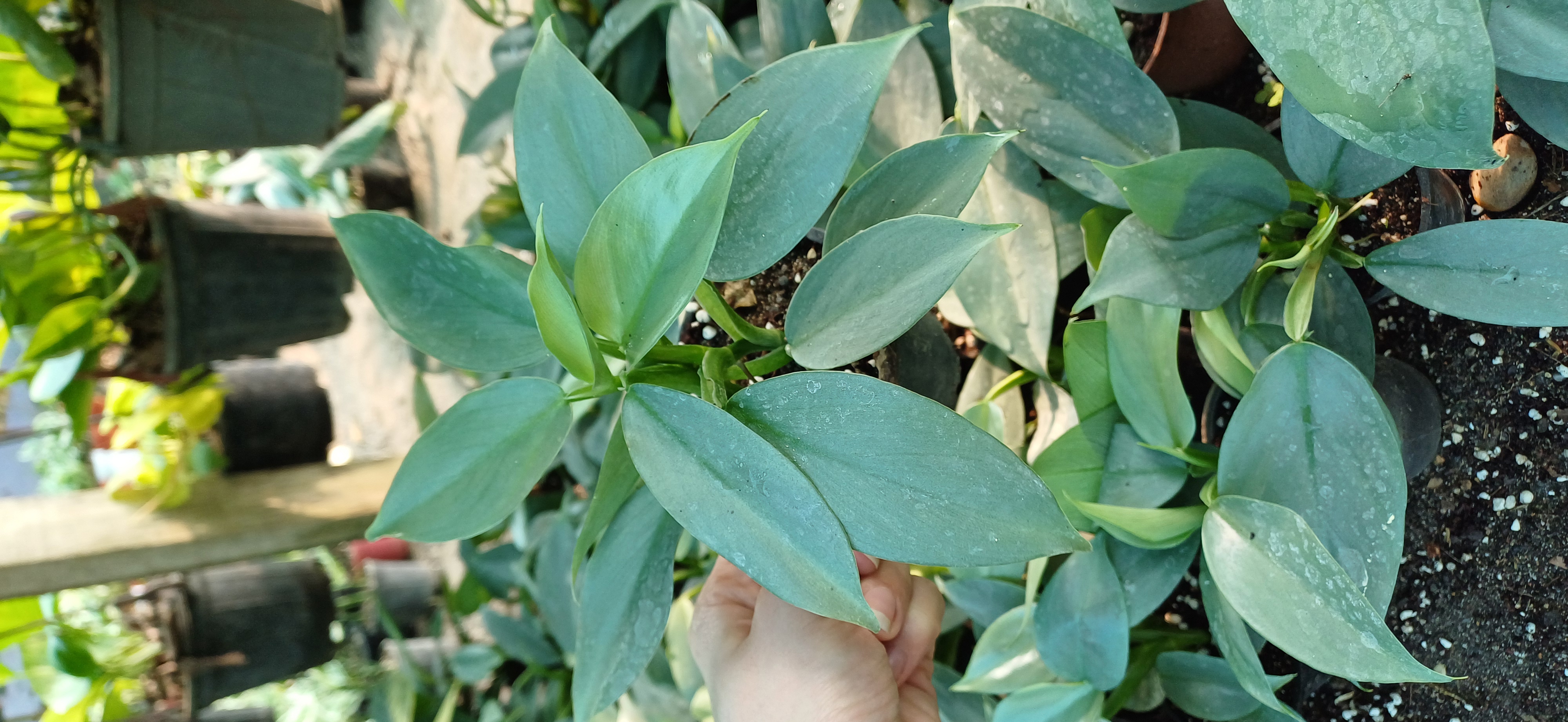 گل آپارتمانی فیلودندرون سیلور نشایی گلدون۸ دو بوته