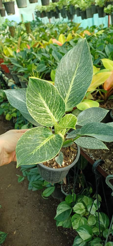 فیلودندرون برکین