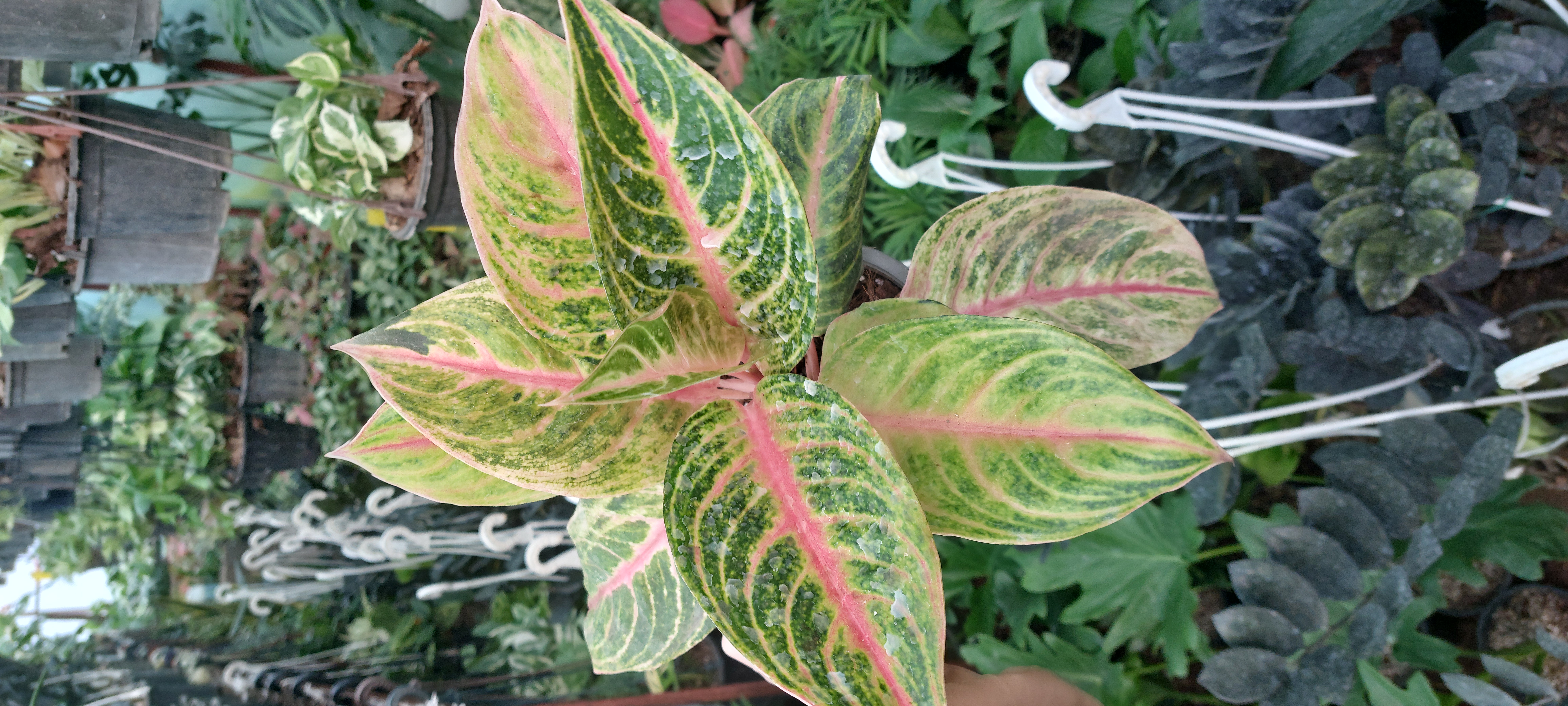 آگلونما رنگی