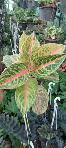 آگلونما رنگی