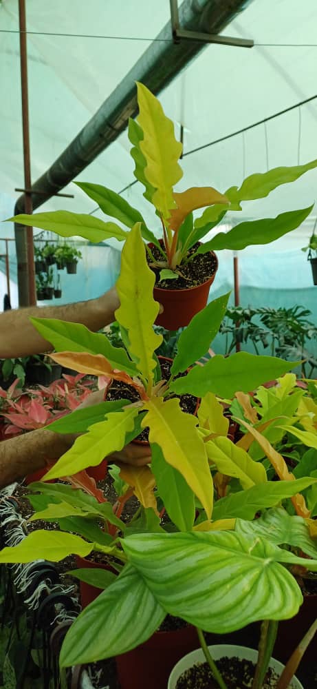 فیلودندرون رینگ او فایر گلد