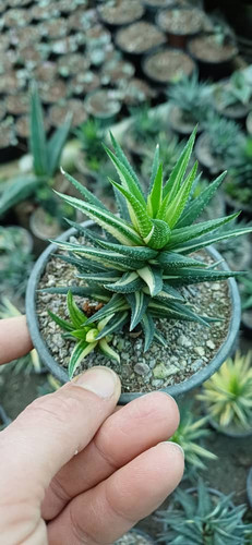 هاورتیا ستونی ابلق