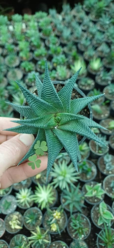 هاورتیا لیموفیلیا سبز