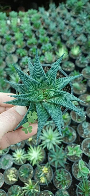 هاورتیا لیموفیلیا سبز