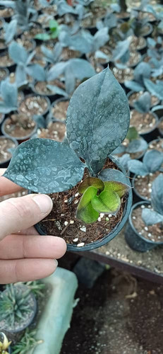 زاموفیلیا بلک