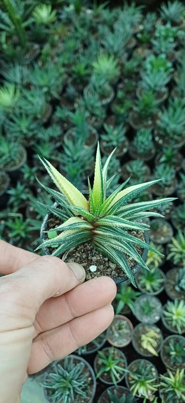 هاورتیا ابلق