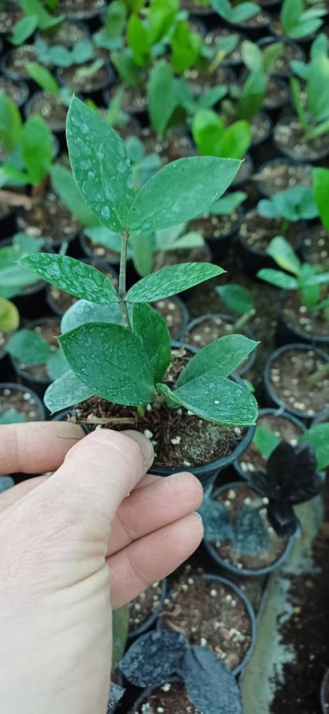 گل آپارتمانی زاموفیلیا سبز گلدون ۸