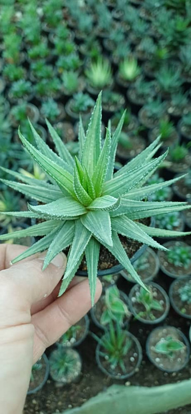 هاورتیا ابلق