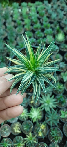 هاورتیا ابلق