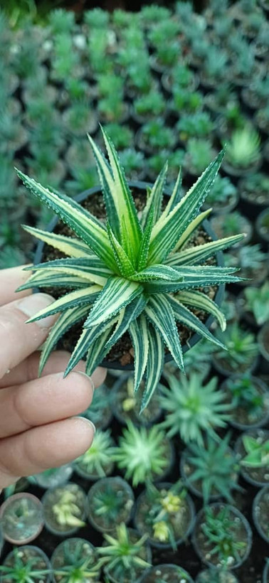 هاورتیا ابلق