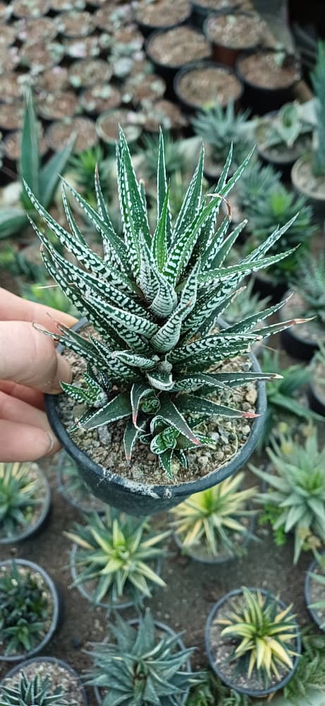 گل هاورتیا البینو گلدون۱۰ پاجوشدار