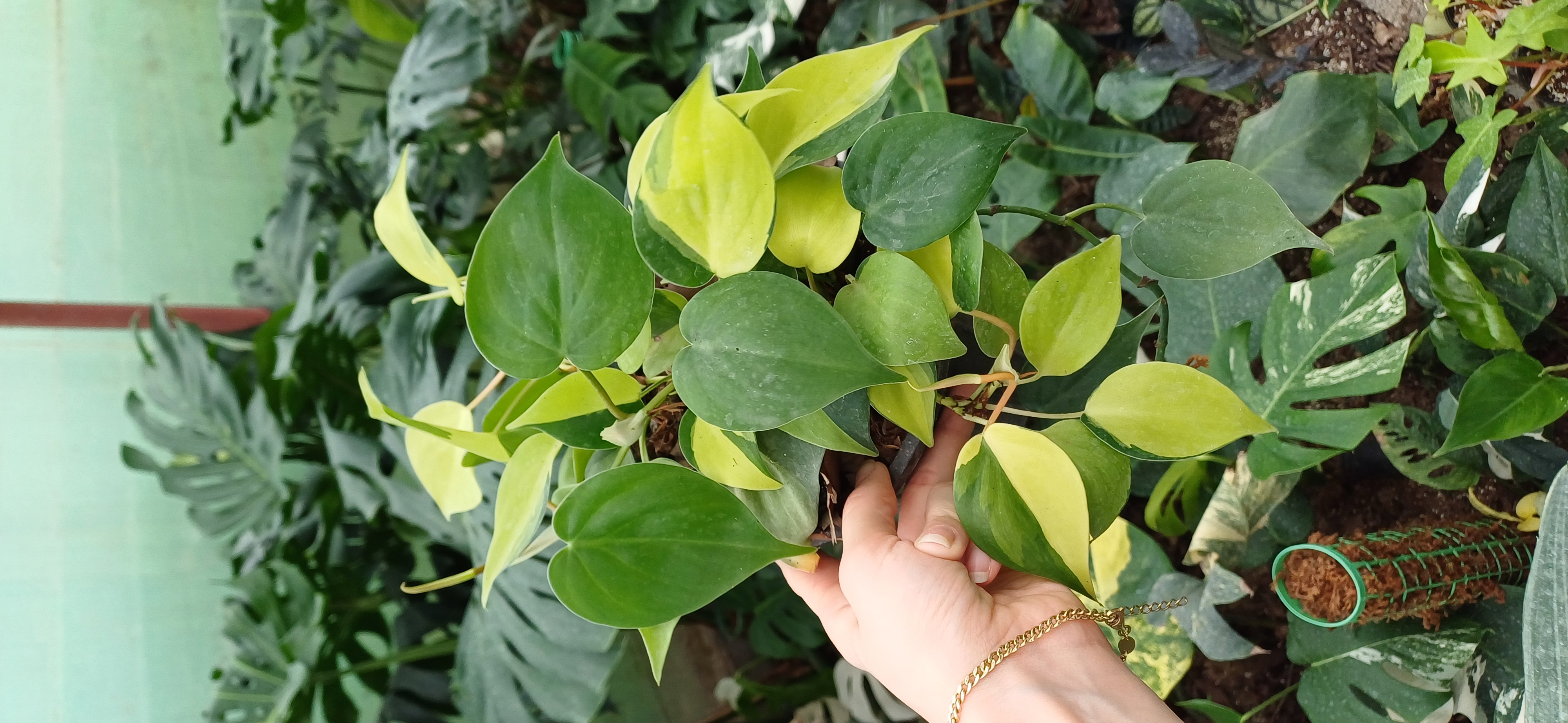 گل آپارتمانی اسکاندیس ابلق گلدون۳