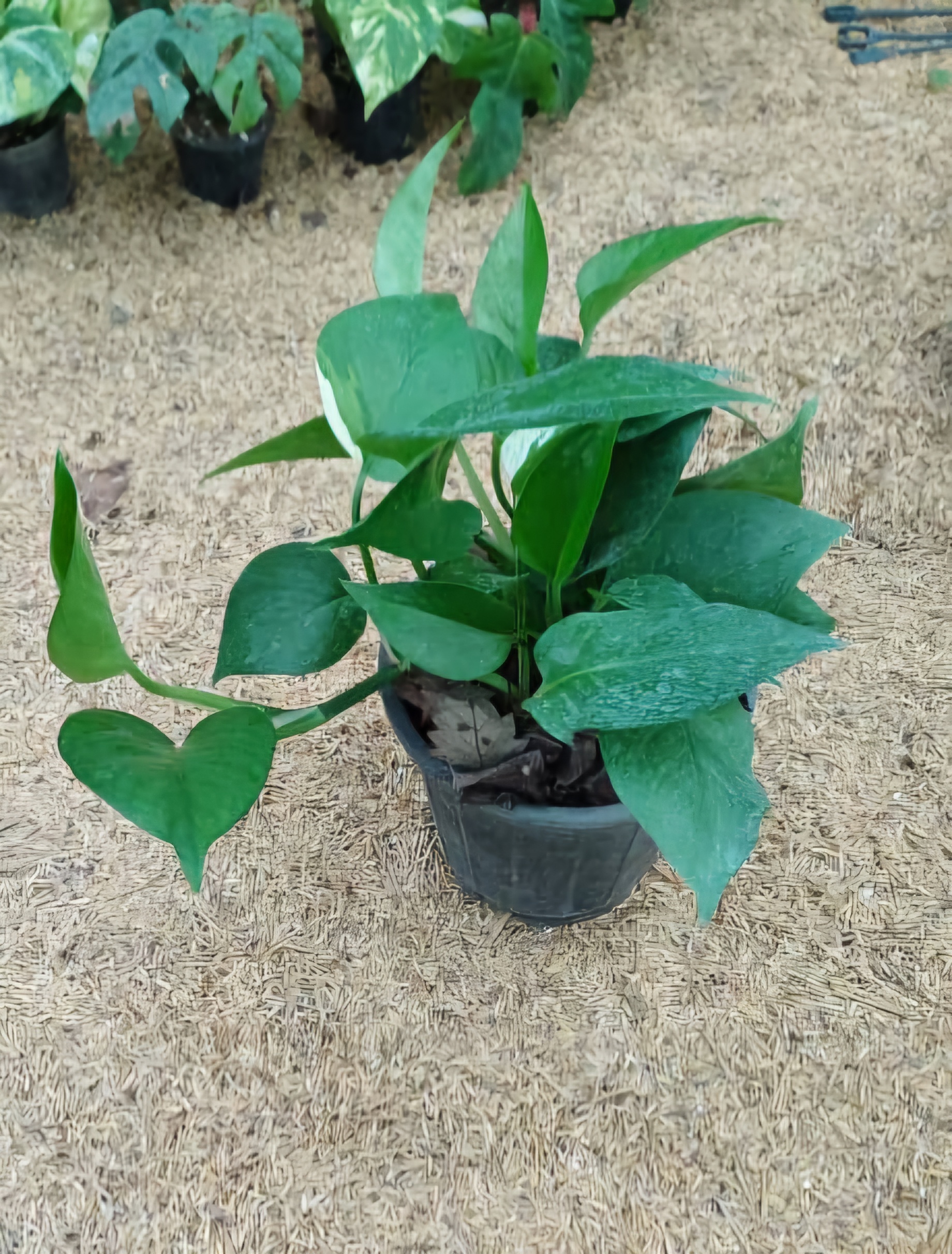 گل آپارتمانی پتوس سبز