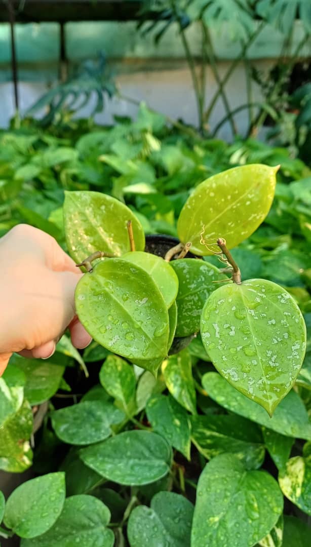 گل آپارتمانی هویا