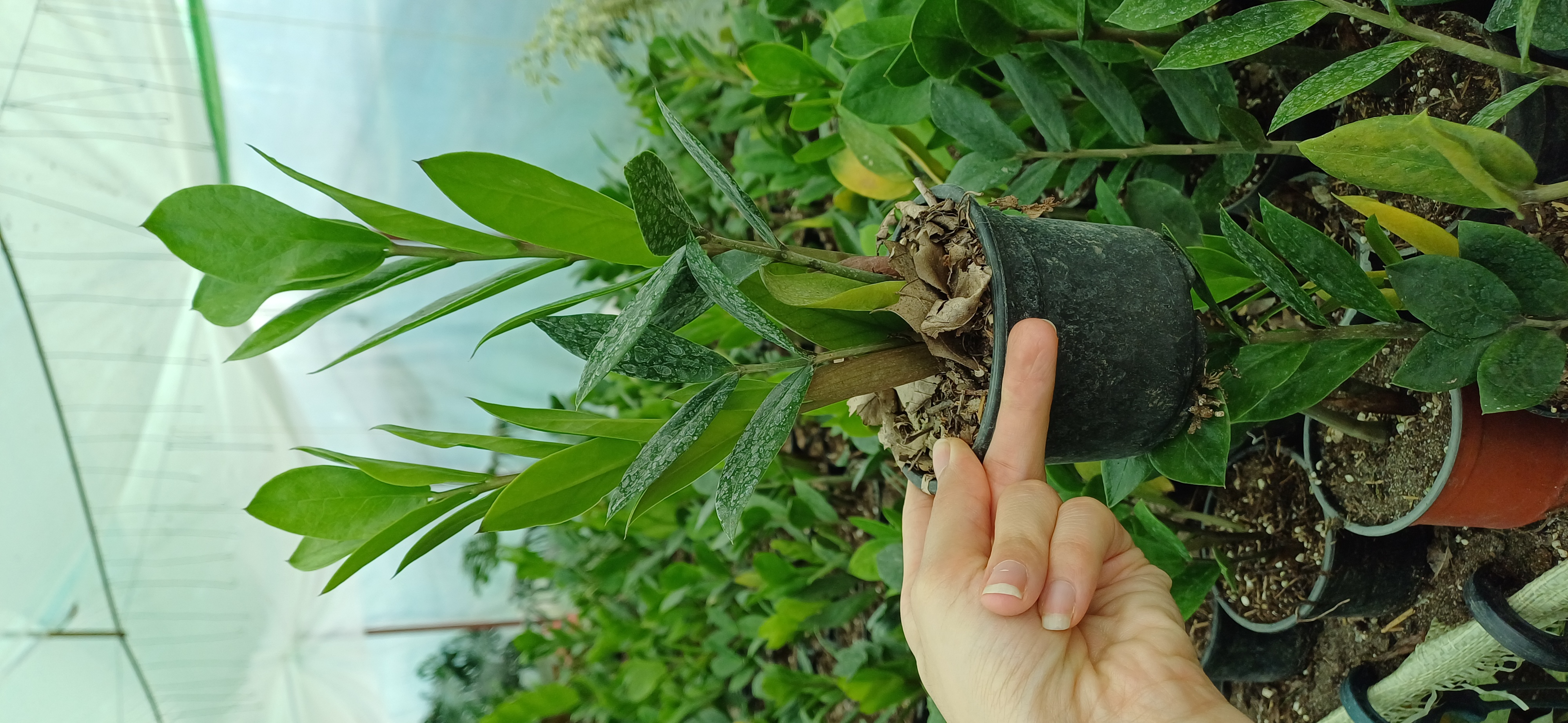 گل آپارتمانی زاموفیلیا سبز گلدون۱۰