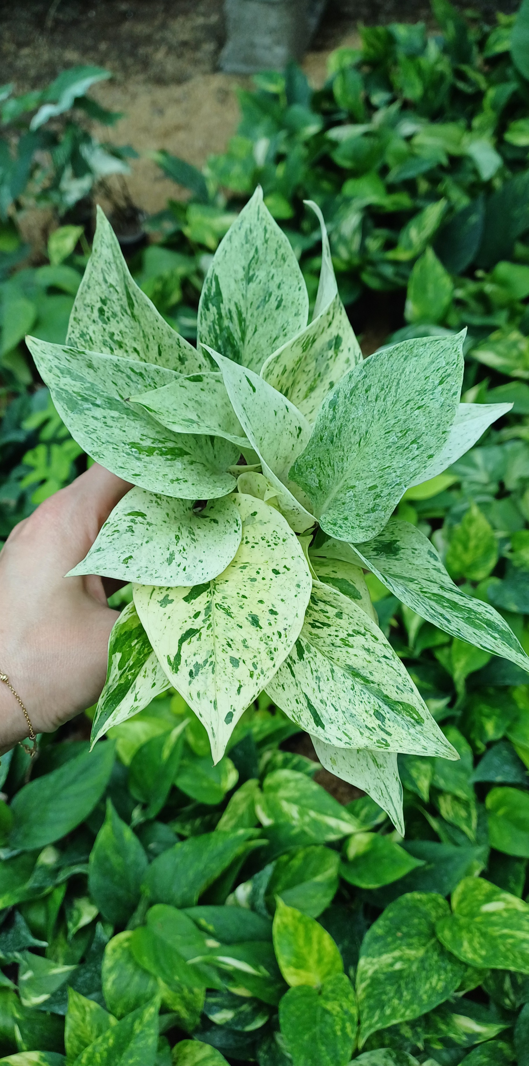 گل آپارتمانی پتوس مرمری گلدون۸پربوته