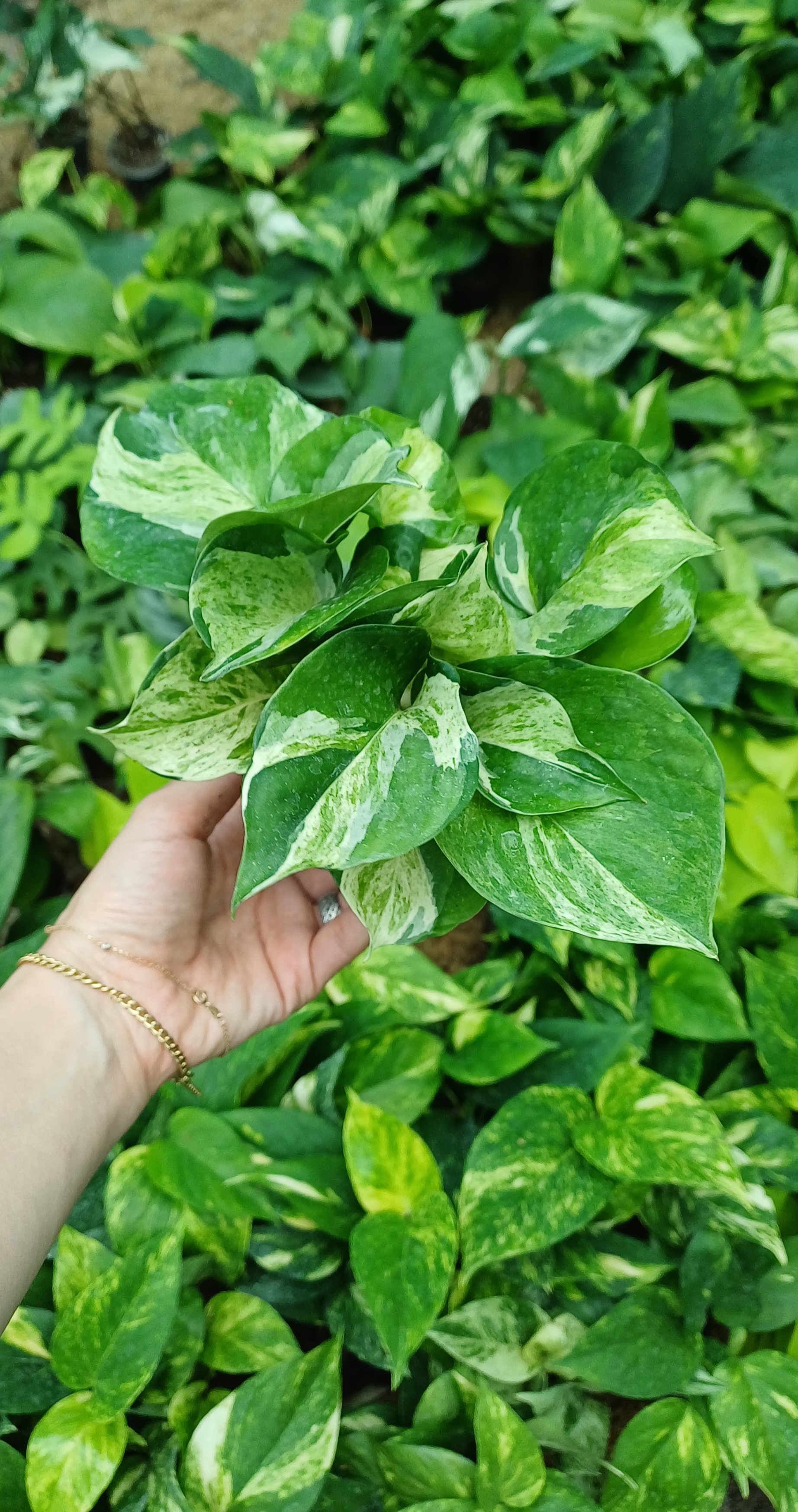 گل آپارتمانی پتوس منجولا گلدون۸پربوته