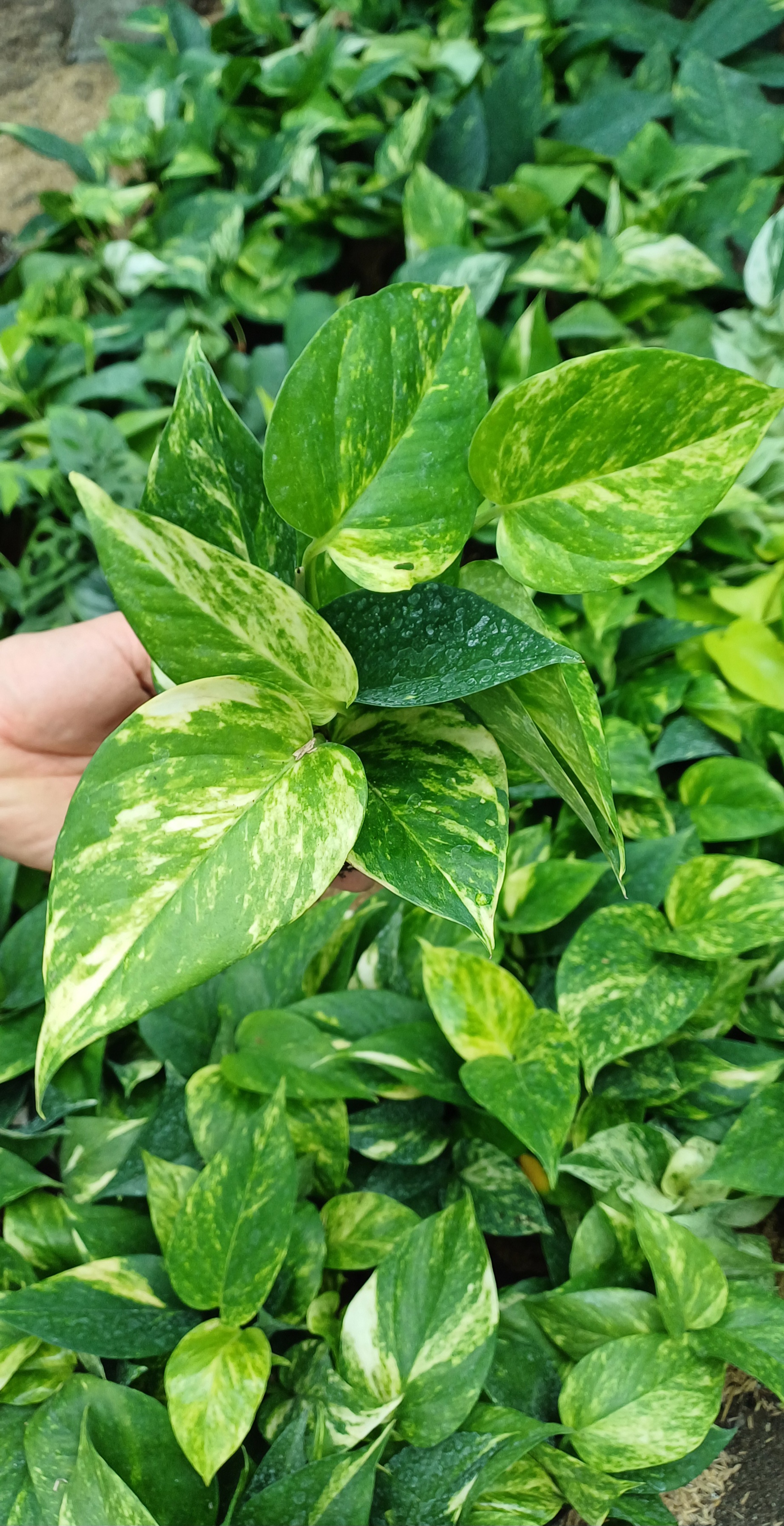 گل آپارتملنی پتوس زعفرانی نشایی گلدون۸