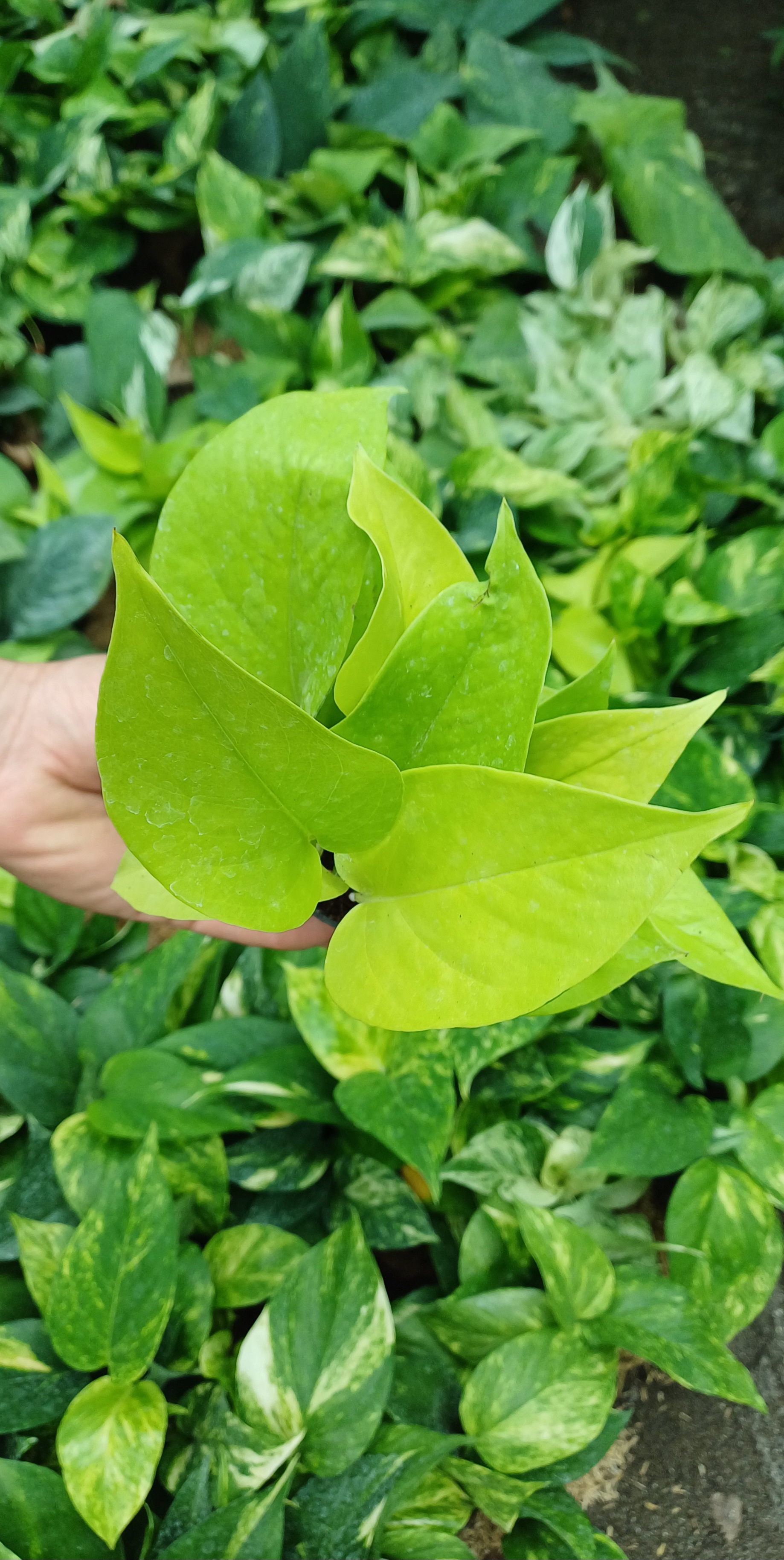 گل آپارتمانی پتوس نئون گلدون۸