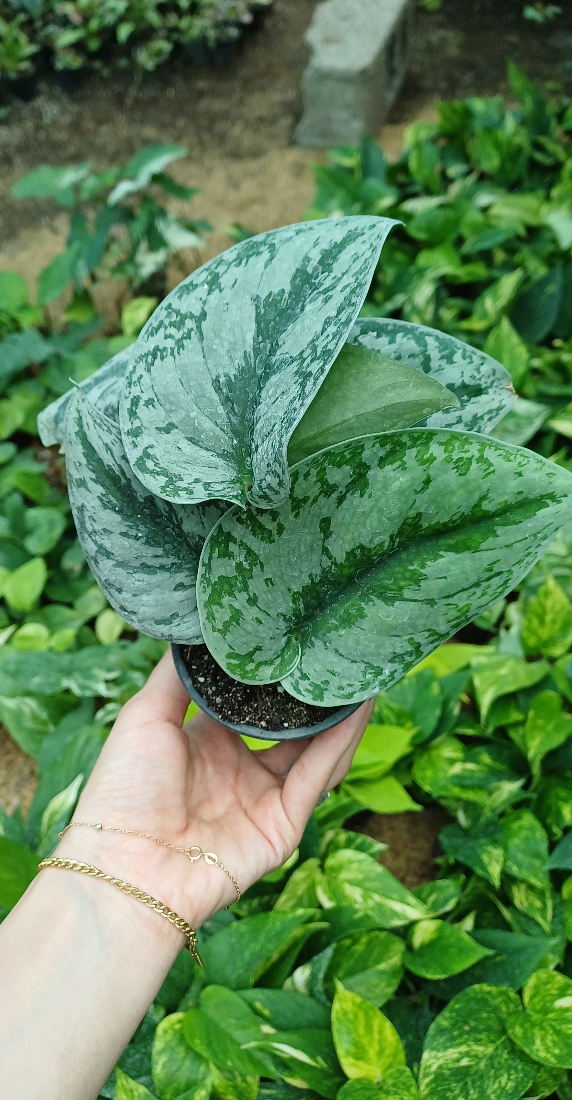 گل آپارتمانی پتوس ببری گلدون۸