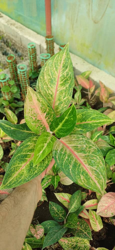 گل آپارتمانی آگلونما ارکلین گلدون۱۴