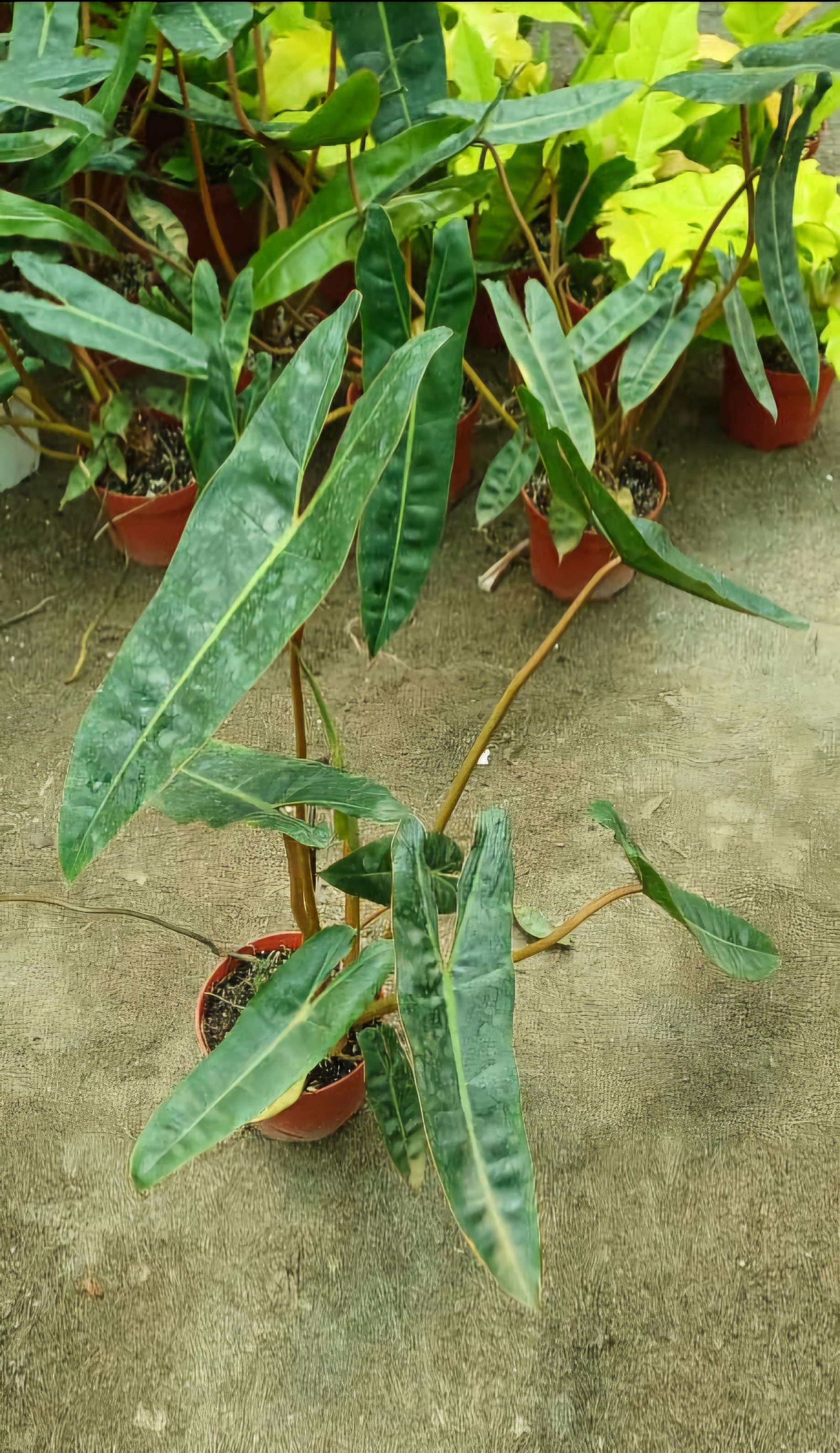 گل آپارتمانی بیلی تای گلدون۱۴