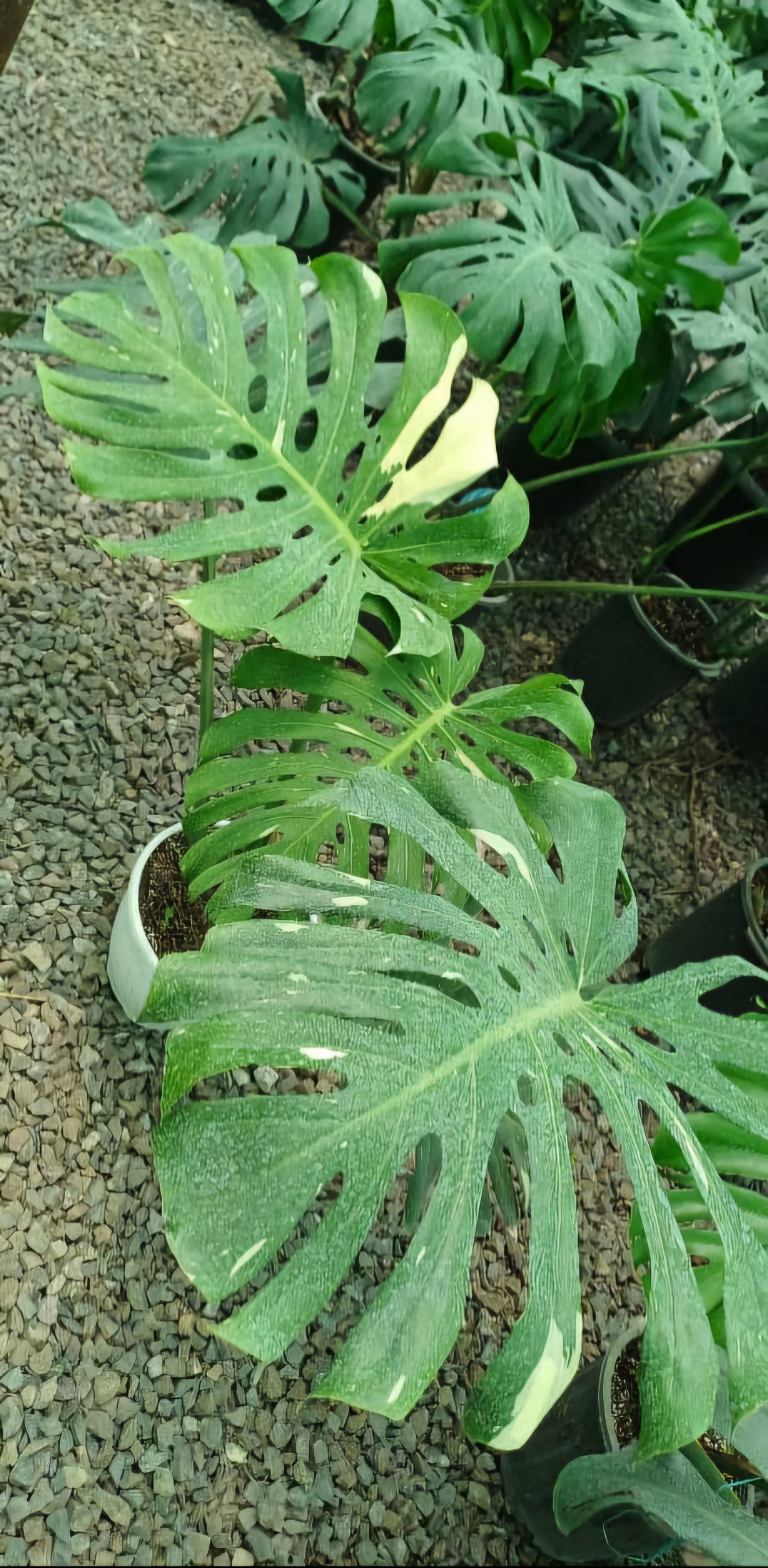گل آپارتمانی مانسترا تای