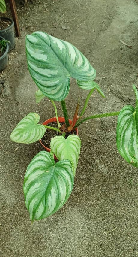 گل آپارتمانی مامی سیلور گلدون۱۴