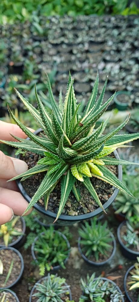 گل کاکتوس هاورتیا ابلق پر پاجوش گلدون۱۰