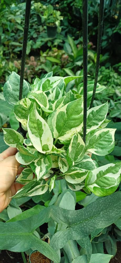 گل آپارتمانی پتوس ارتشی سطل۳ پربوته