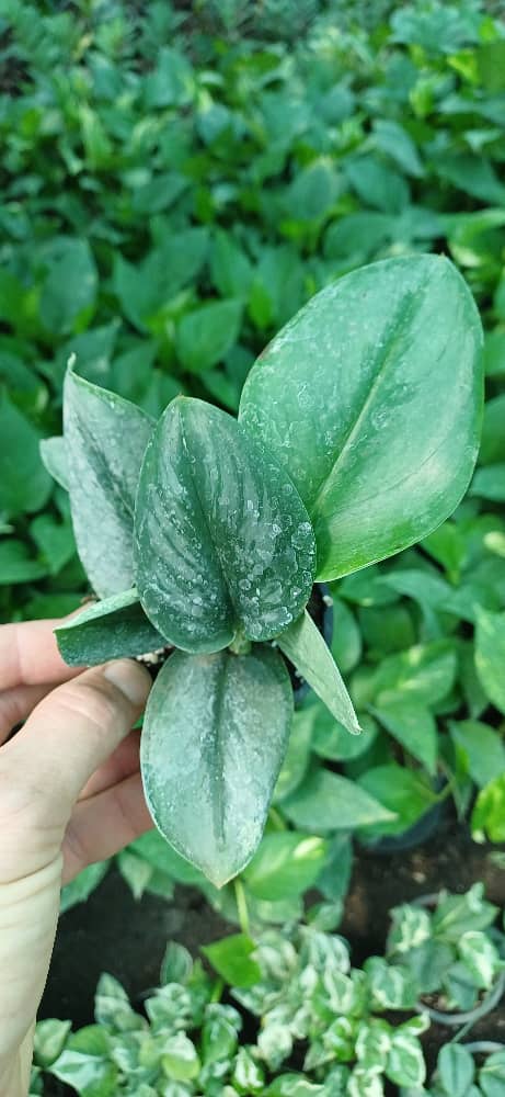 گل آپارتمانی پتوس فرانسوی گلدون۸