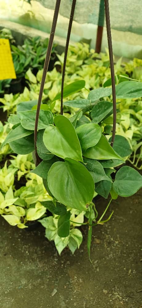 گل آپارتمانی اسکاندیس سبز سطل۳