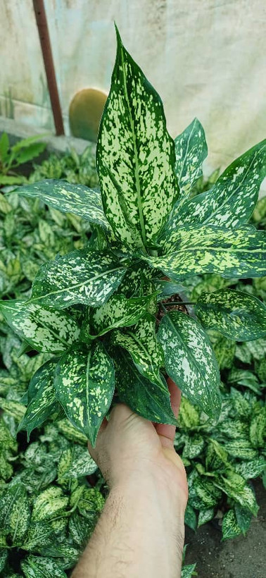 آگلونما برفی