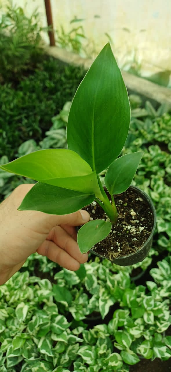 گل آپارتمانی نخل نیکولای گلدون۱۰