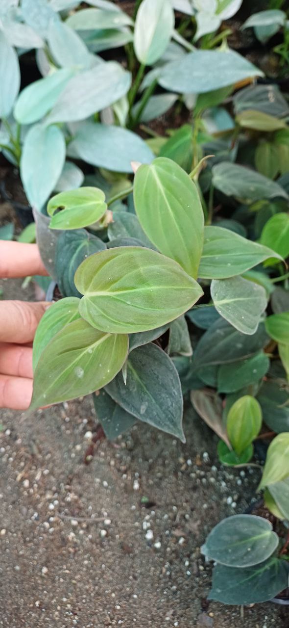 گل آپارتمانی اسکاندیس میکانز،گلدون۸