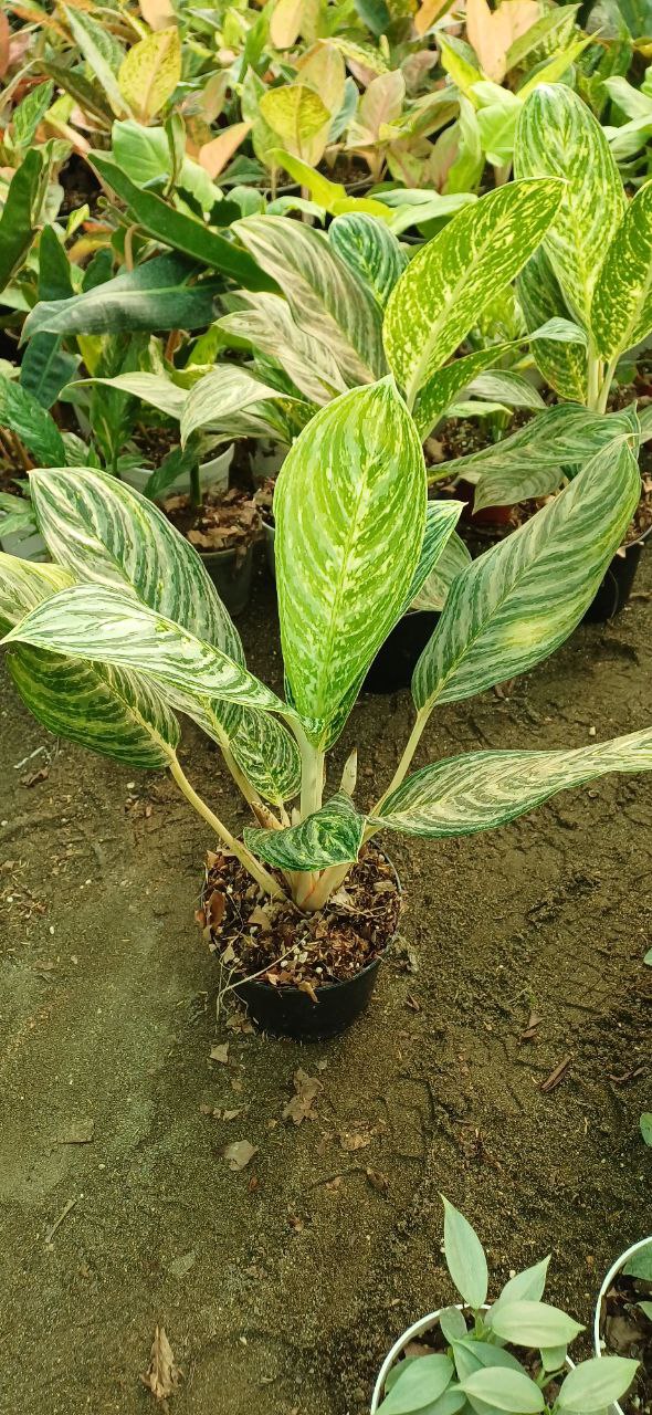 گل آپارتمانی آگلونما گرین لایت گلدون۱۶