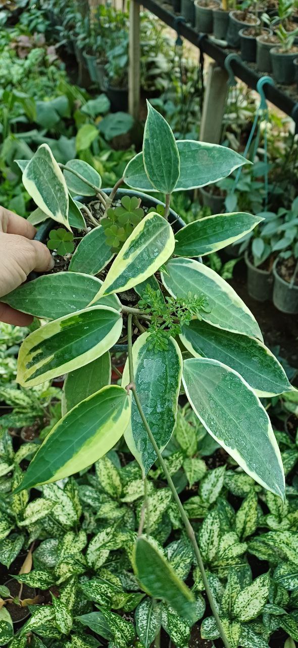 گل هویا ماکروفیلا ابلق گلدون کاسه ای