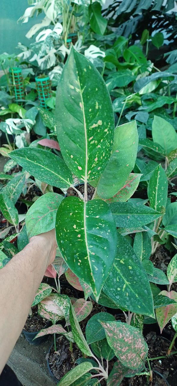 گل آپارتمانی آگلونما خالدار گلدون۱۴