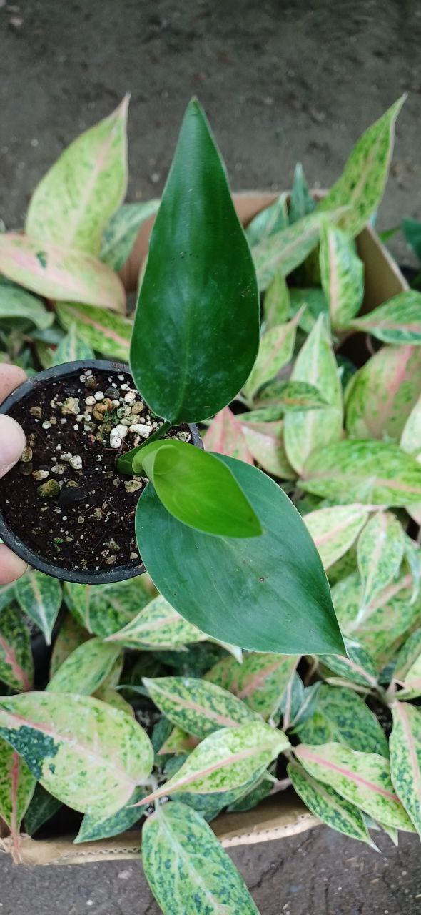 گل نخل نیکولای گلدون۸