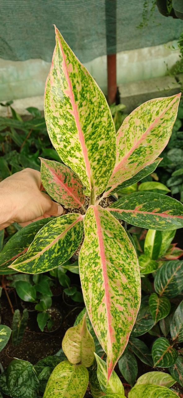 گل آپارتمانی آگلونما گلدن سوییت