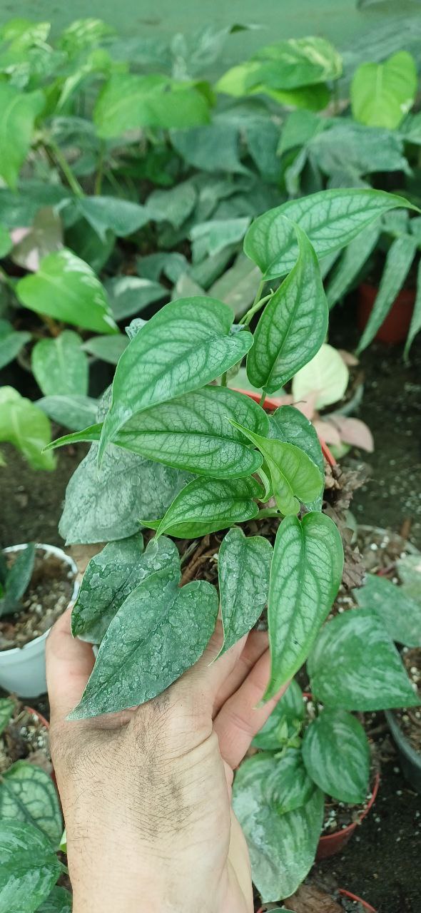 گل آپارتمانی مانسترا سیلتپیکانا گلدون۱۲