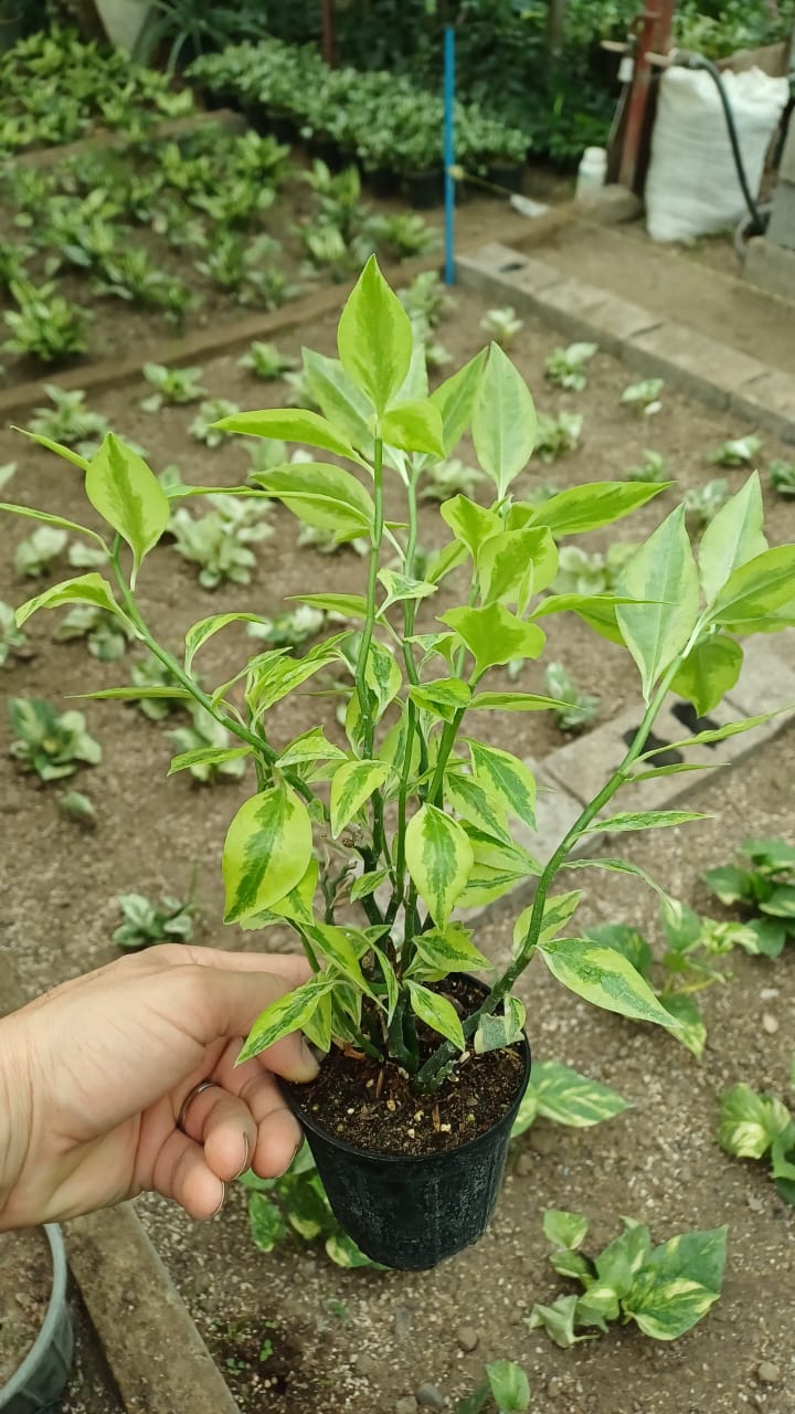 گل پدیلانتوس برگ ریز گلدون۱۰