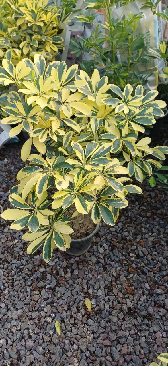 گل شفلرا طلایی سطل۷ ارتفاع یکمتر پرشاخه