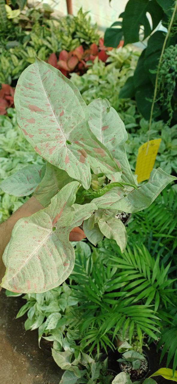 گل آپارتمانی سینگنیوم کانفتی گلدون۱۲