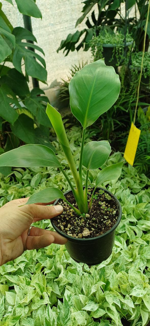 گل نخل نیکولای گلدون۱۲