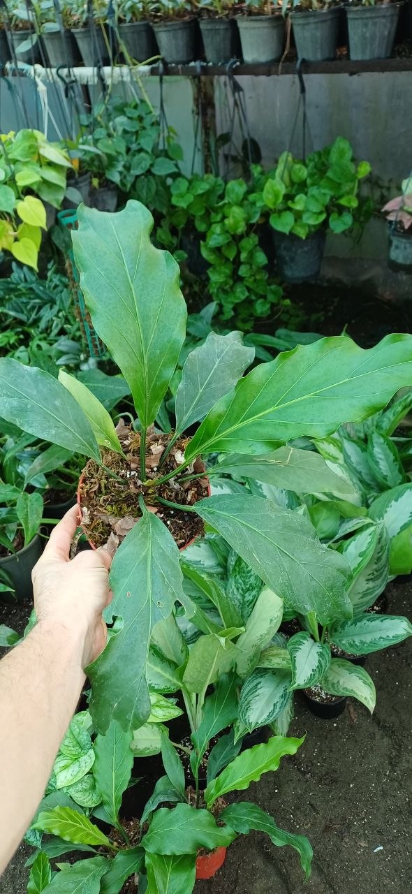 گل آپارتمانی آنتوریوم موج عشق گلدون۱۴