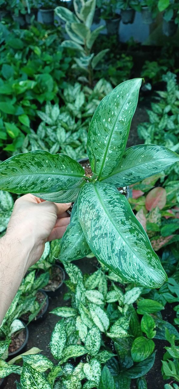 گل آپارتمانی دیفن تیکی گلدون۱۰