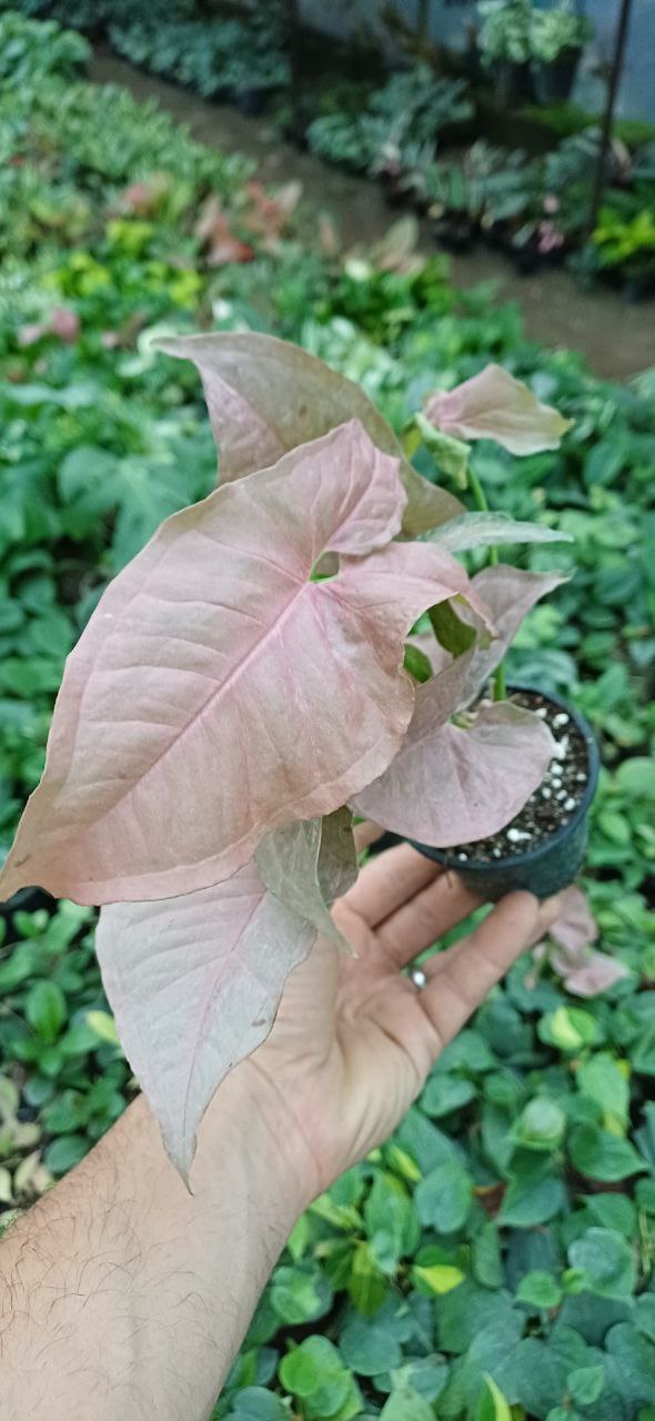 گل آپارتمانی سینگنیوم صورتی گلدون۸